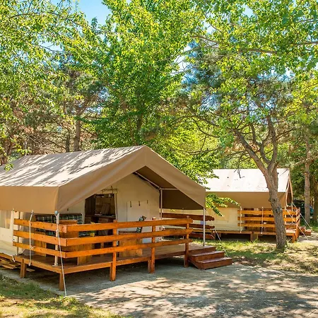 Sunflower サヴドリア