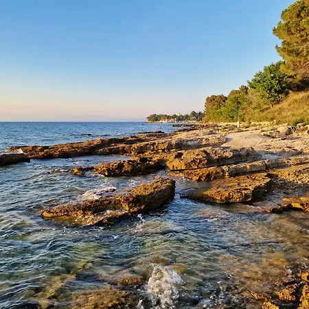 Sunflower סבודרייה